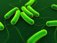 Mitarbeiter des Monats: Saccharomyces cerevisiae (Hefen)